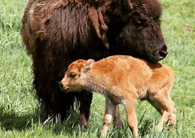 BABY BISON