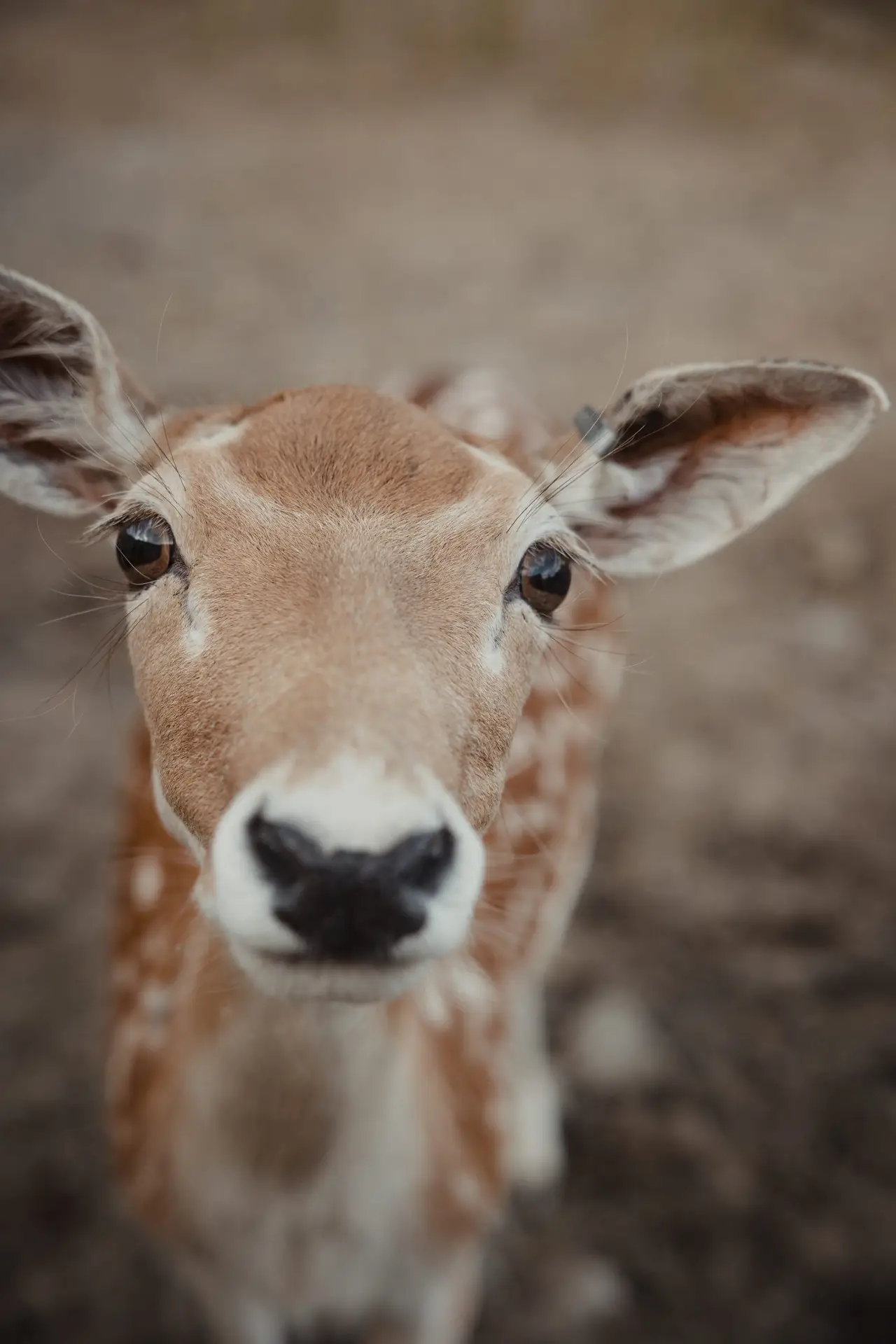 Cerf se promenant librement dans la Vallée des daims