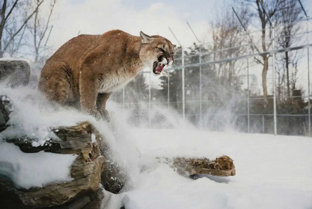 Cougar dans le tunnel des félins avançant dans la neige au Parc Safari