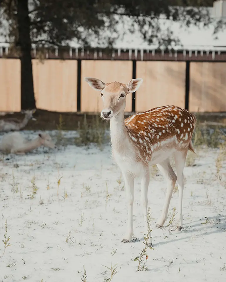 Daims dans la neige dans la vallée des daim du Parc Safari