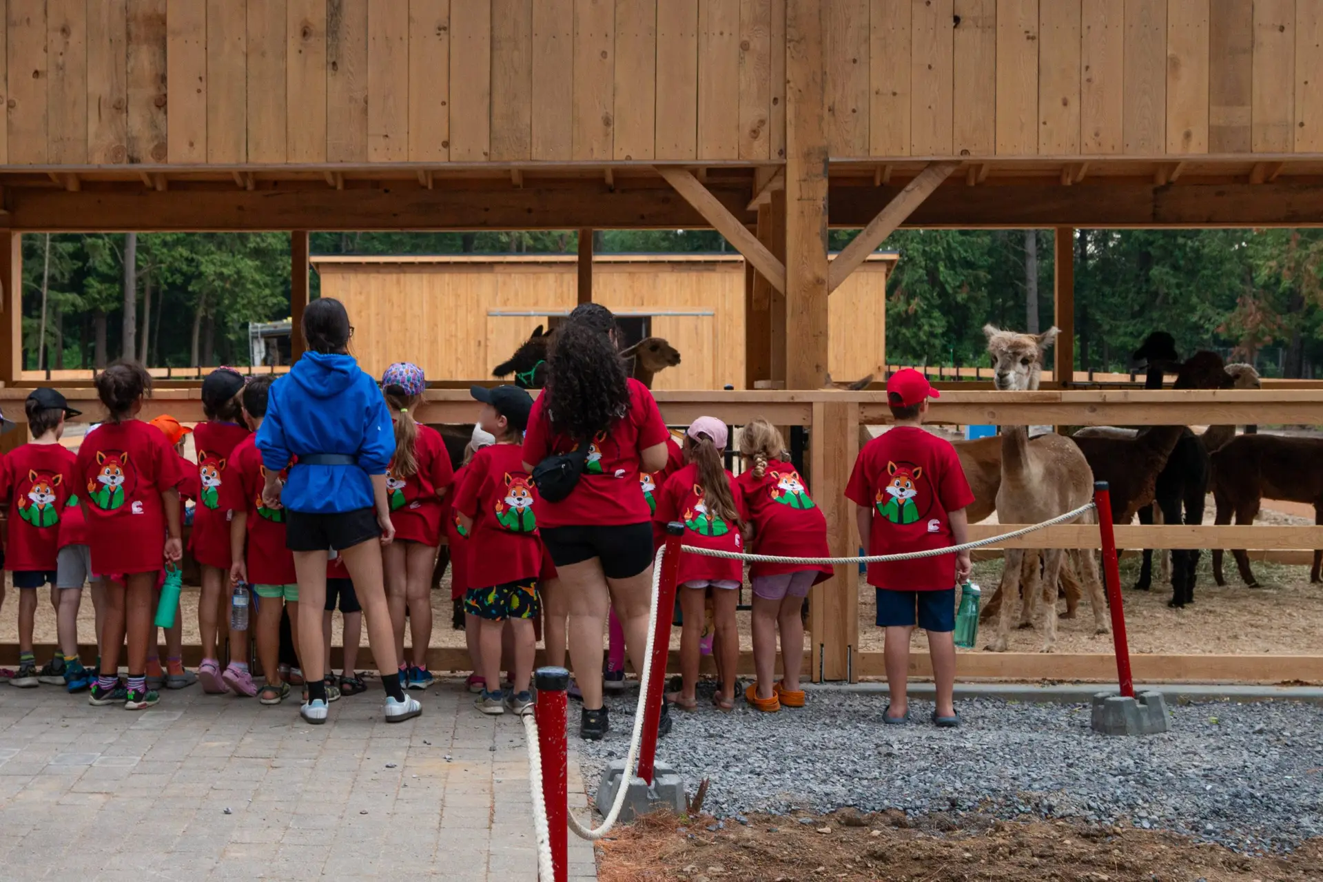Groupe scolaire au Parc Safari nourrissant des alpagas lors d’une activité éducative en plein air.