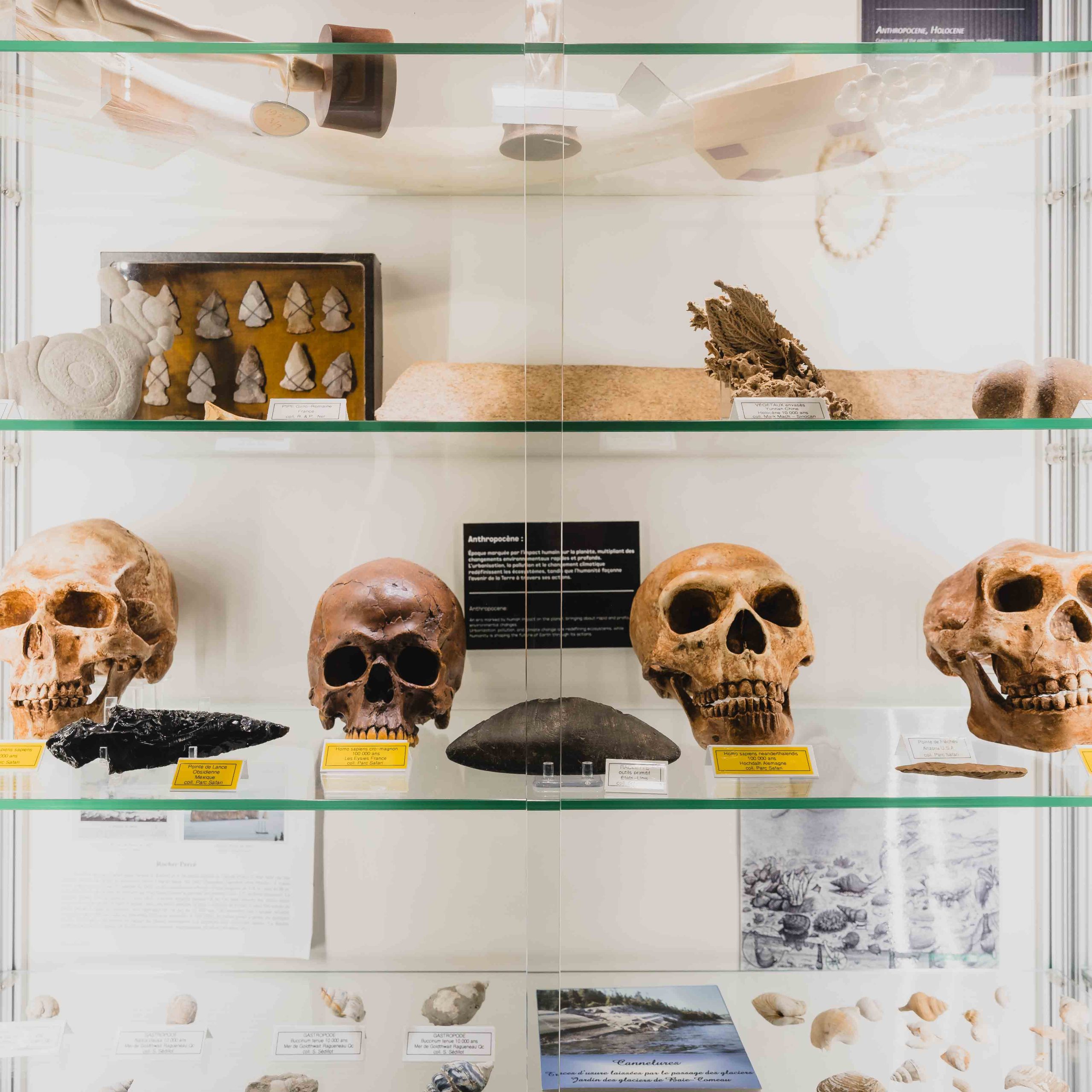 Vitrine éducative du Pavillon des Découvertes à Parc Safari présentant fossiles, outils et objets liés à l’histoire naturelle.