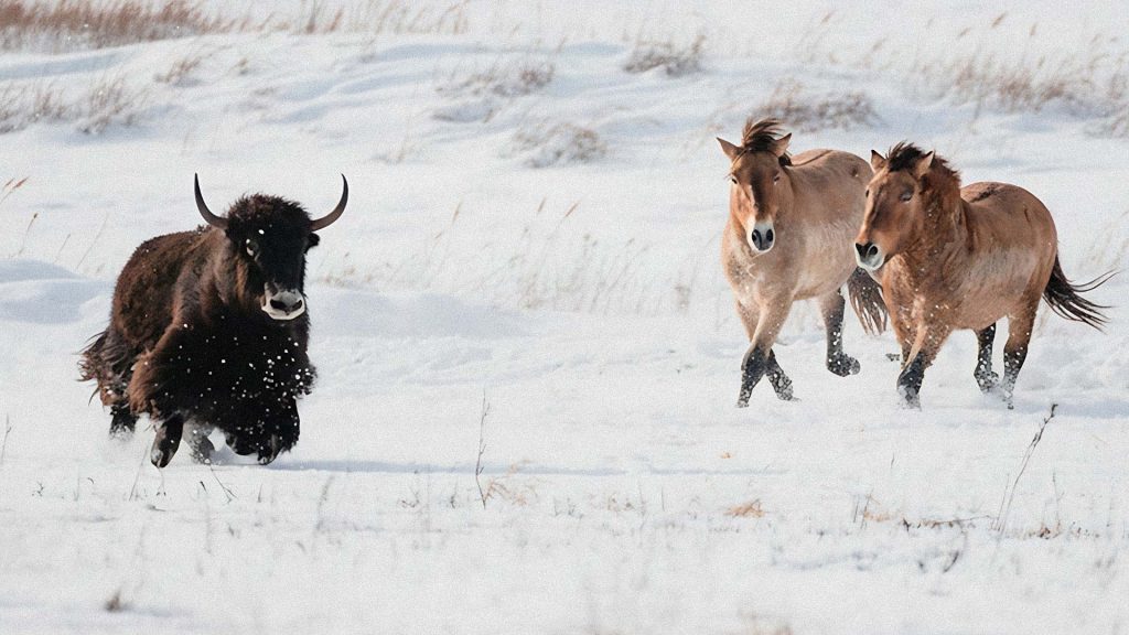 Bison et chevaux de Przewalski évoluant librement dans un paysage enneigé au Parc Safari