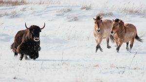Bison et chevaux de Przewalski évoluant librement dans un paysage enneigé au Parc Safari