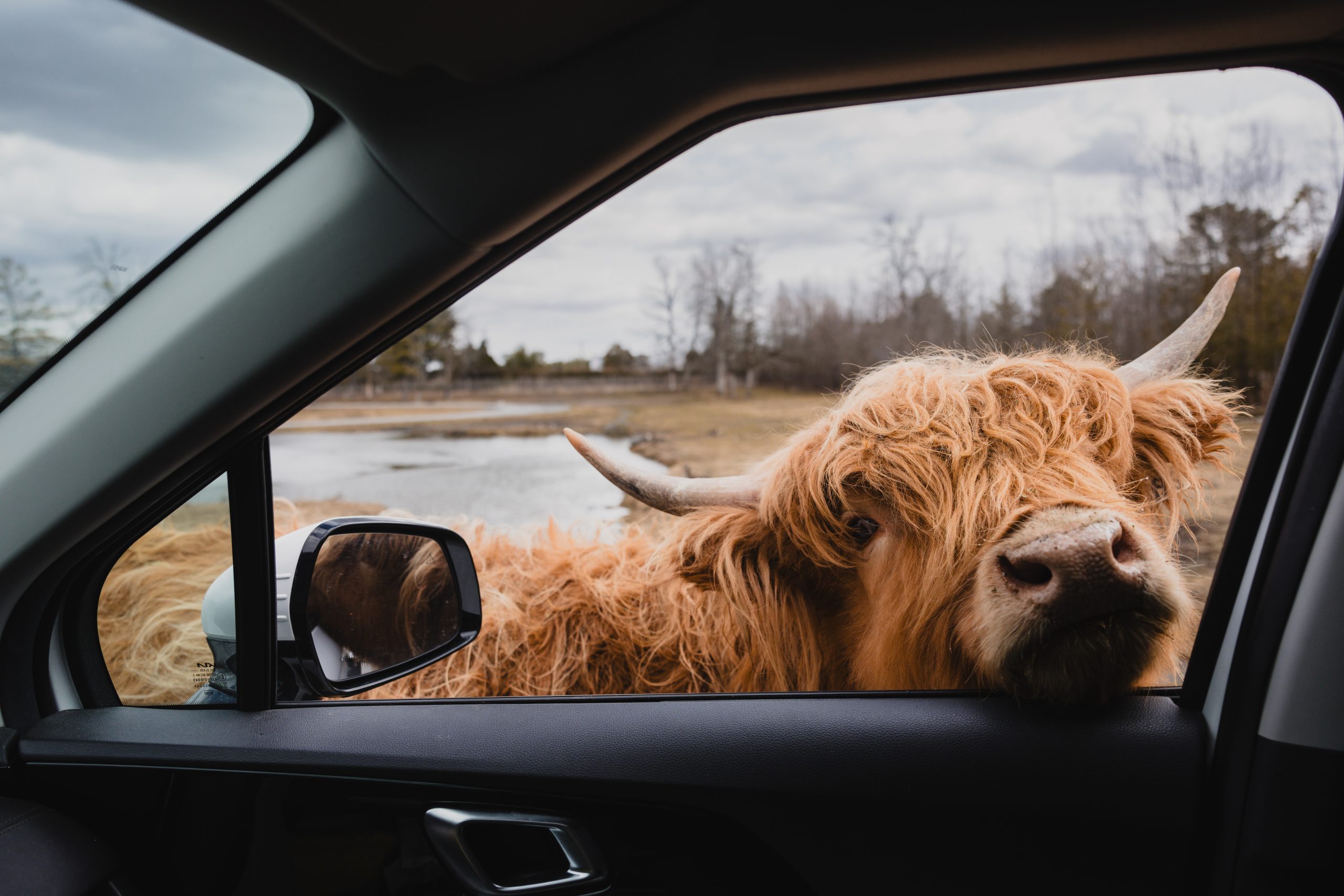 Safari Aventure Vache Highland