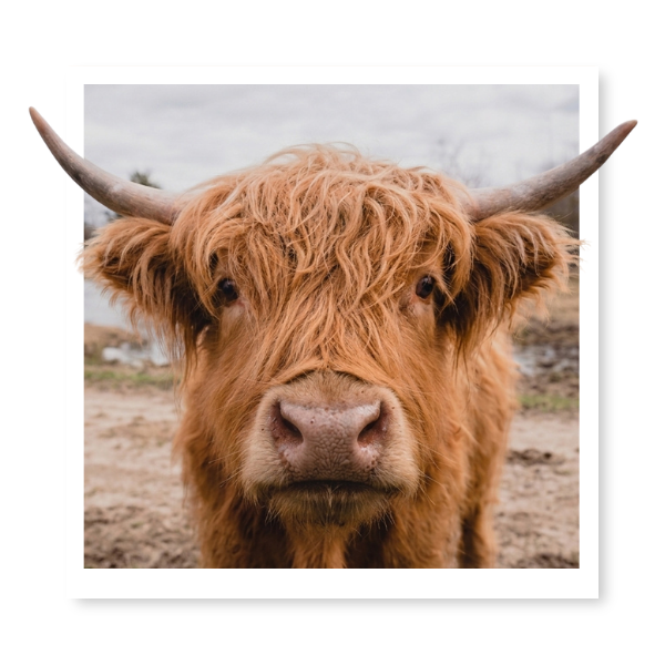 Vache Highland Parc Safari