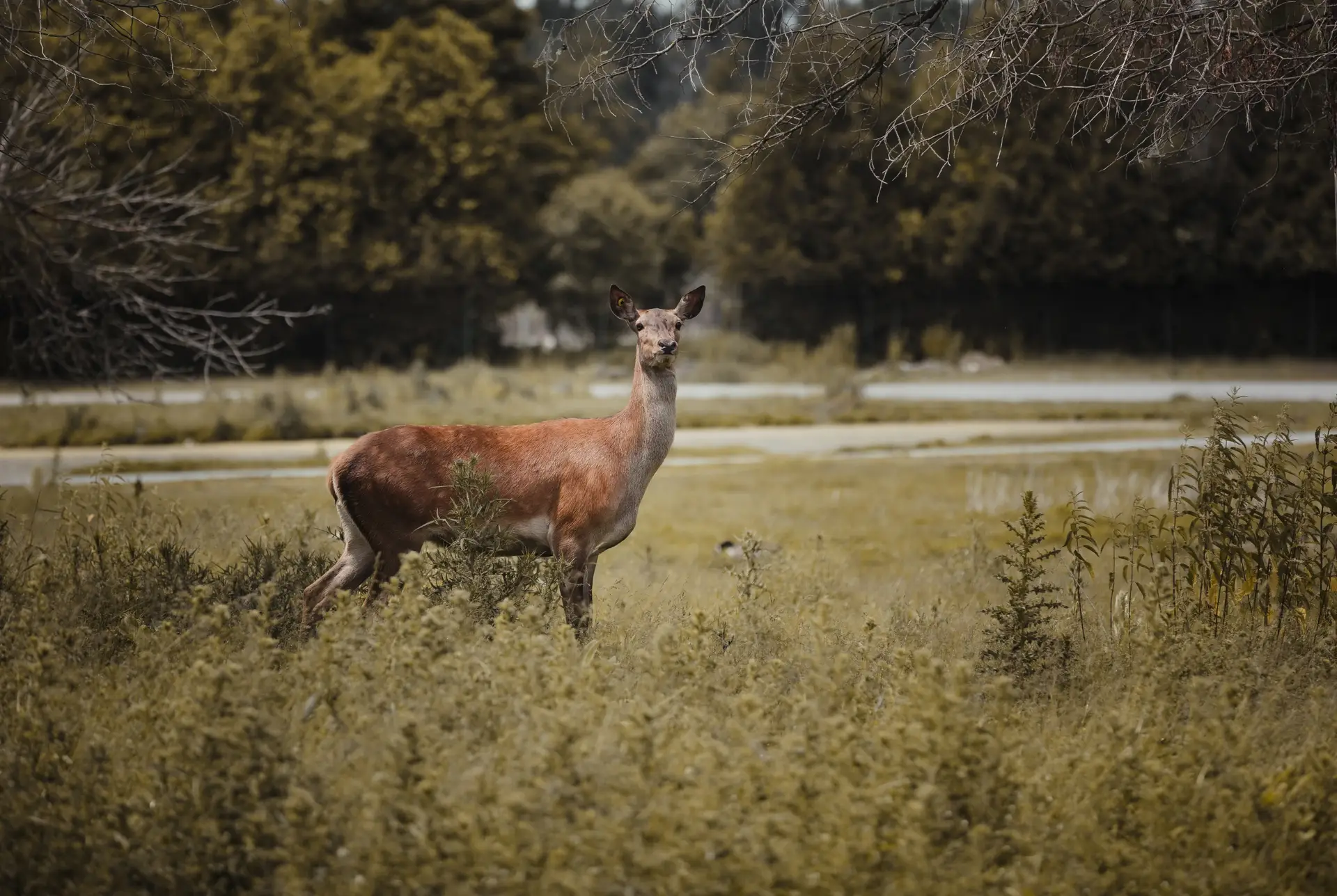 Cerf Rouge