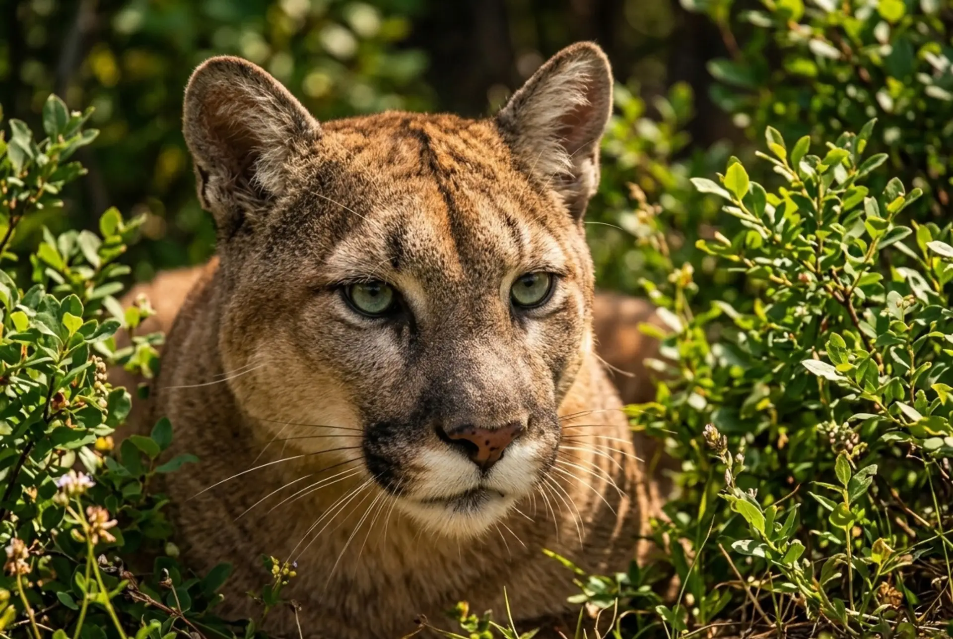 Cougar Parc Safari